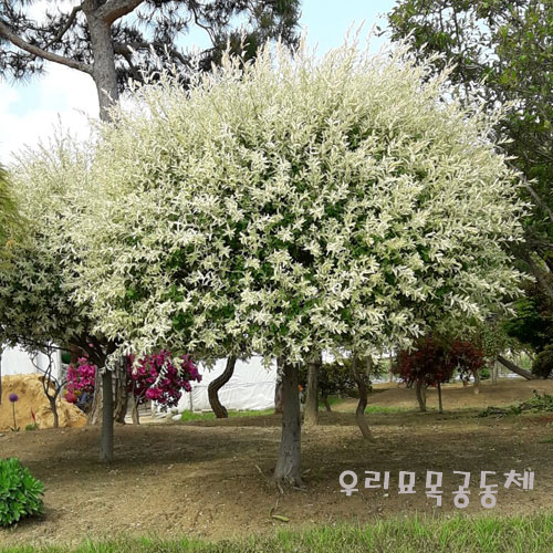버드 나무 삼색 옥천이원묘목특구 대성농원